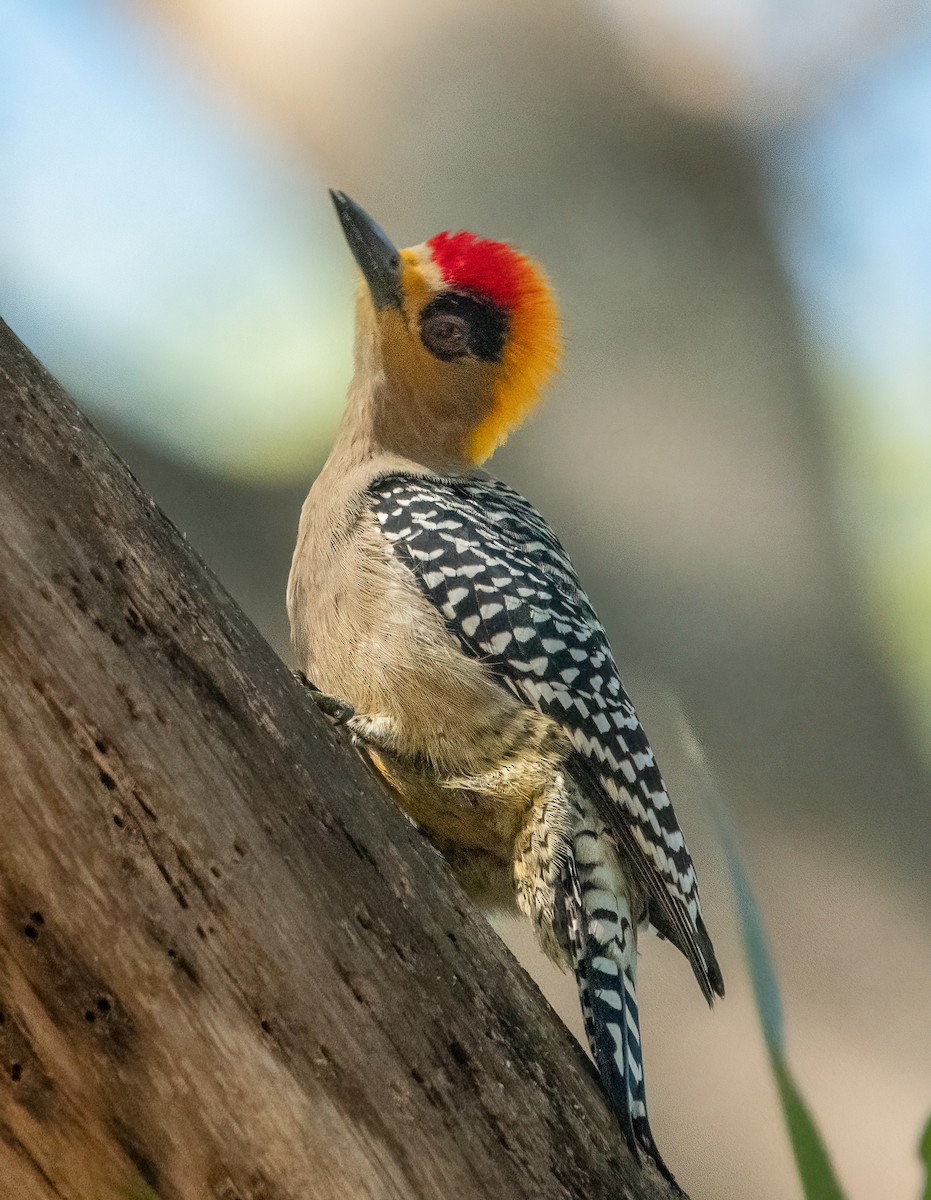 Golden-cheeked Woodpecker - ML631166868