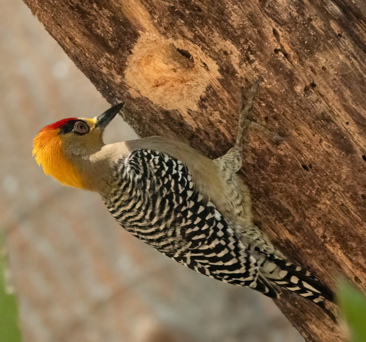Golden-cheeked Woodpecker - ML631166873
