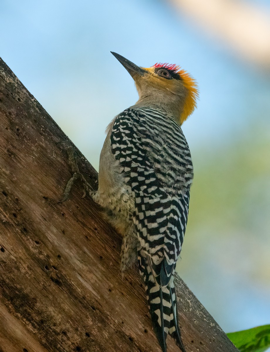 Golden-cheeked Woodpecker - ML631166879