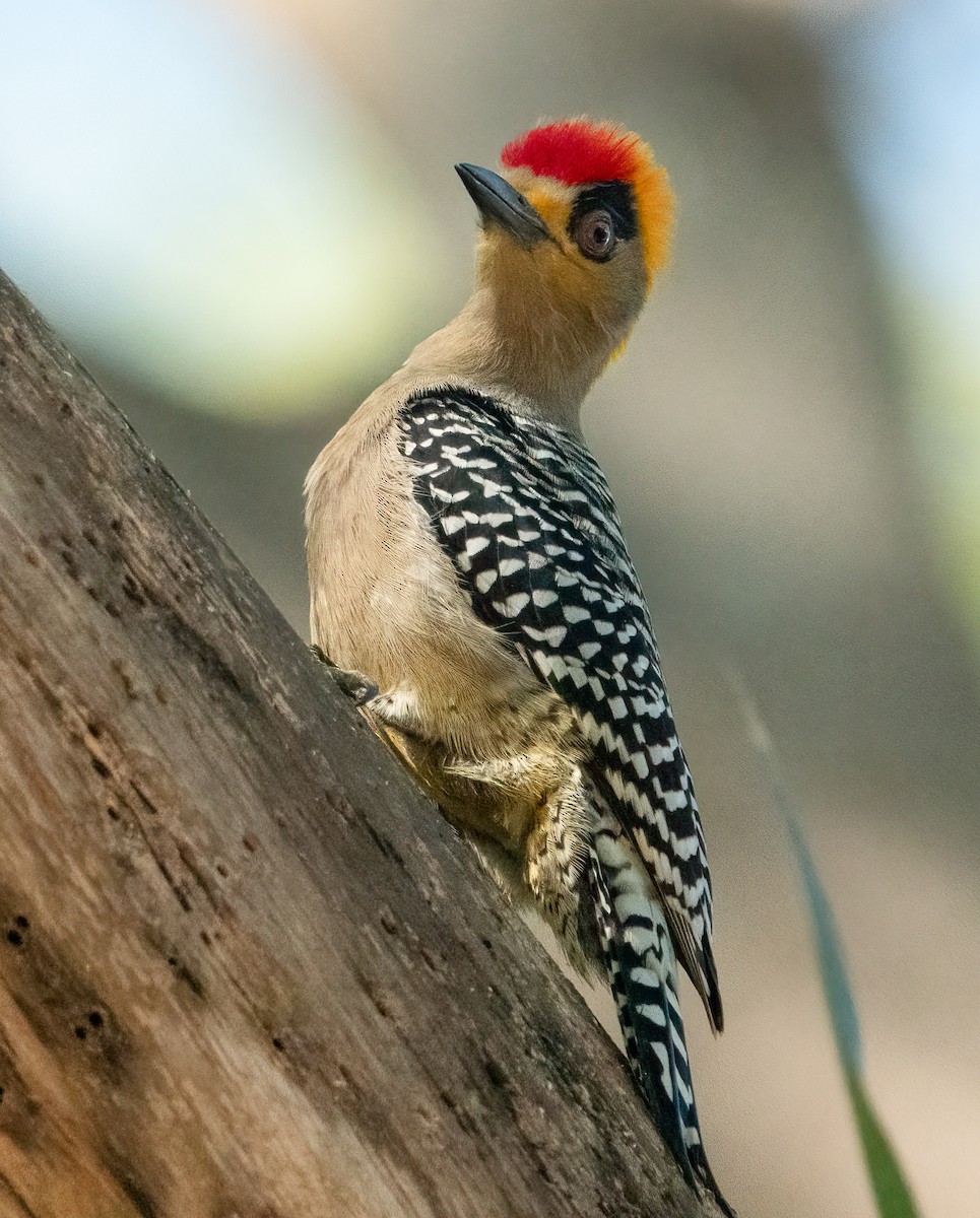 Golden-cheeked Woodpecker - ML631166883