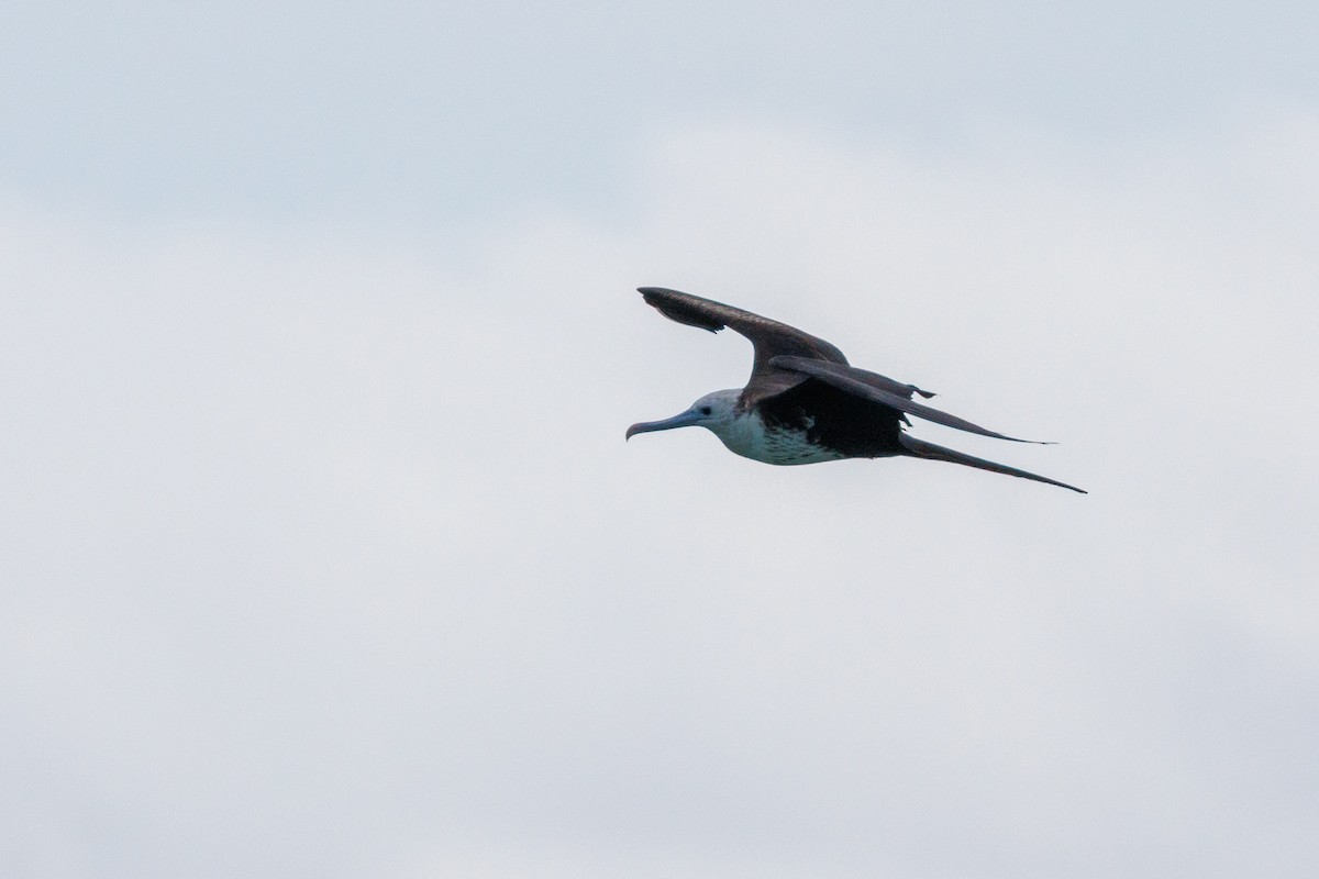 Magnificent Frigatebird - ML631167351