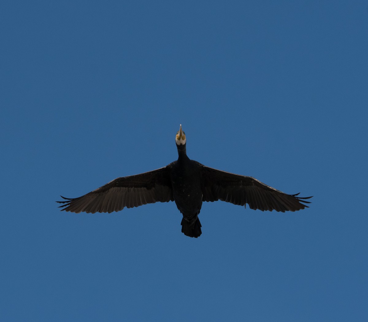 Тураг гогой - ML631167467