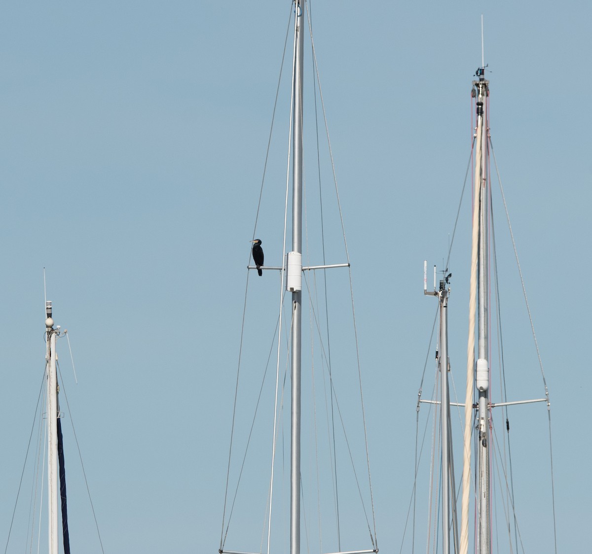 Тураг гогой - ML631167468