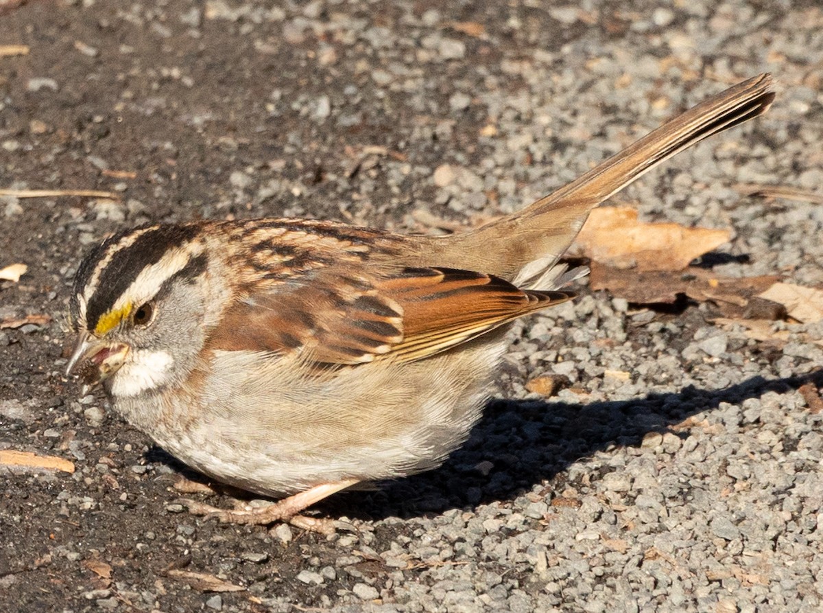 White-throated Sparrow - ML631167616