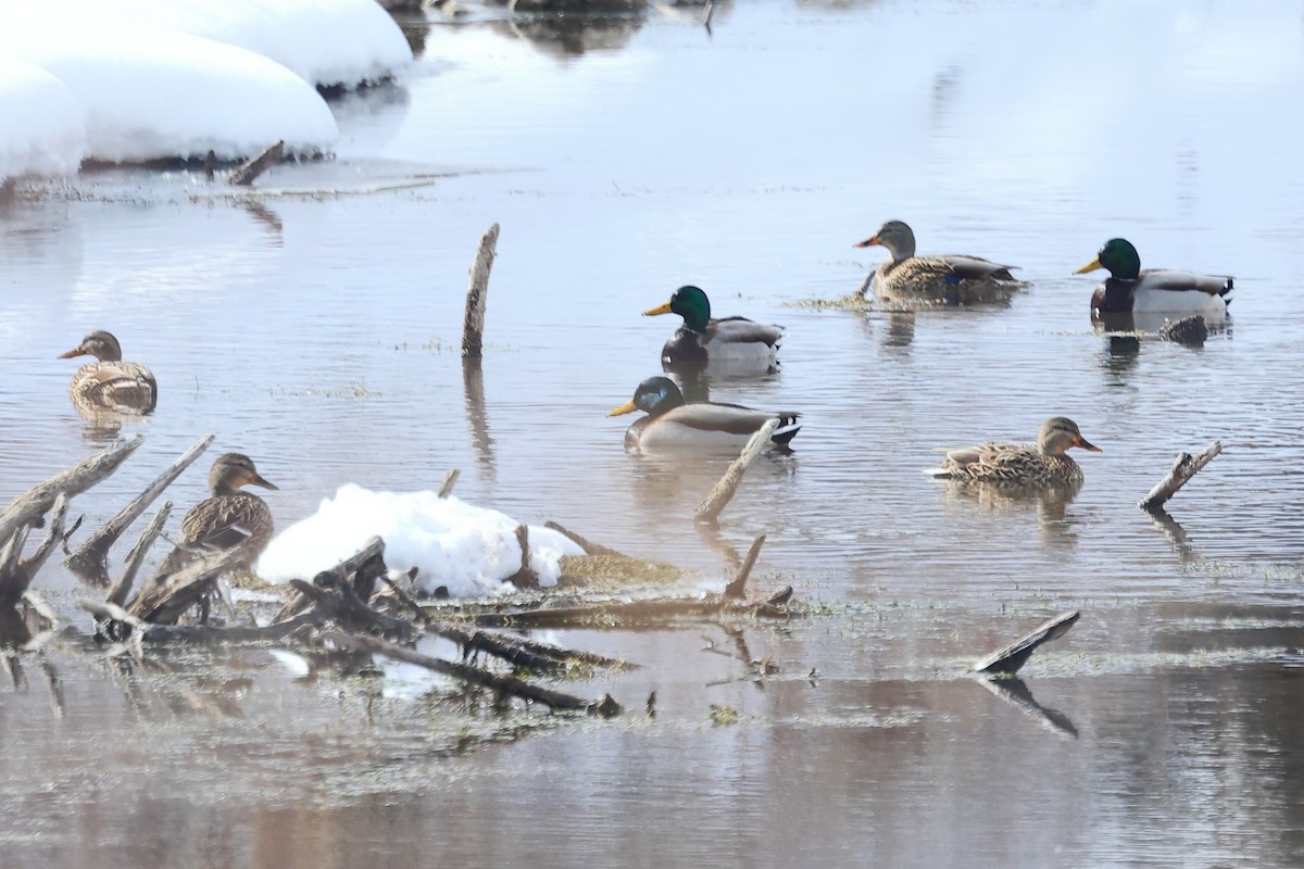 Mallard - ML631167644
