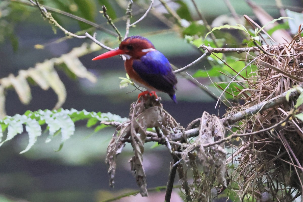 White-bellied Kingfisher - ML631167864