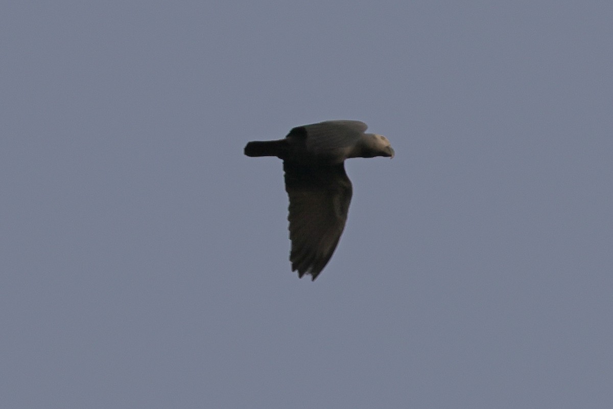 Gray Parrot (Gray) - ML631167883