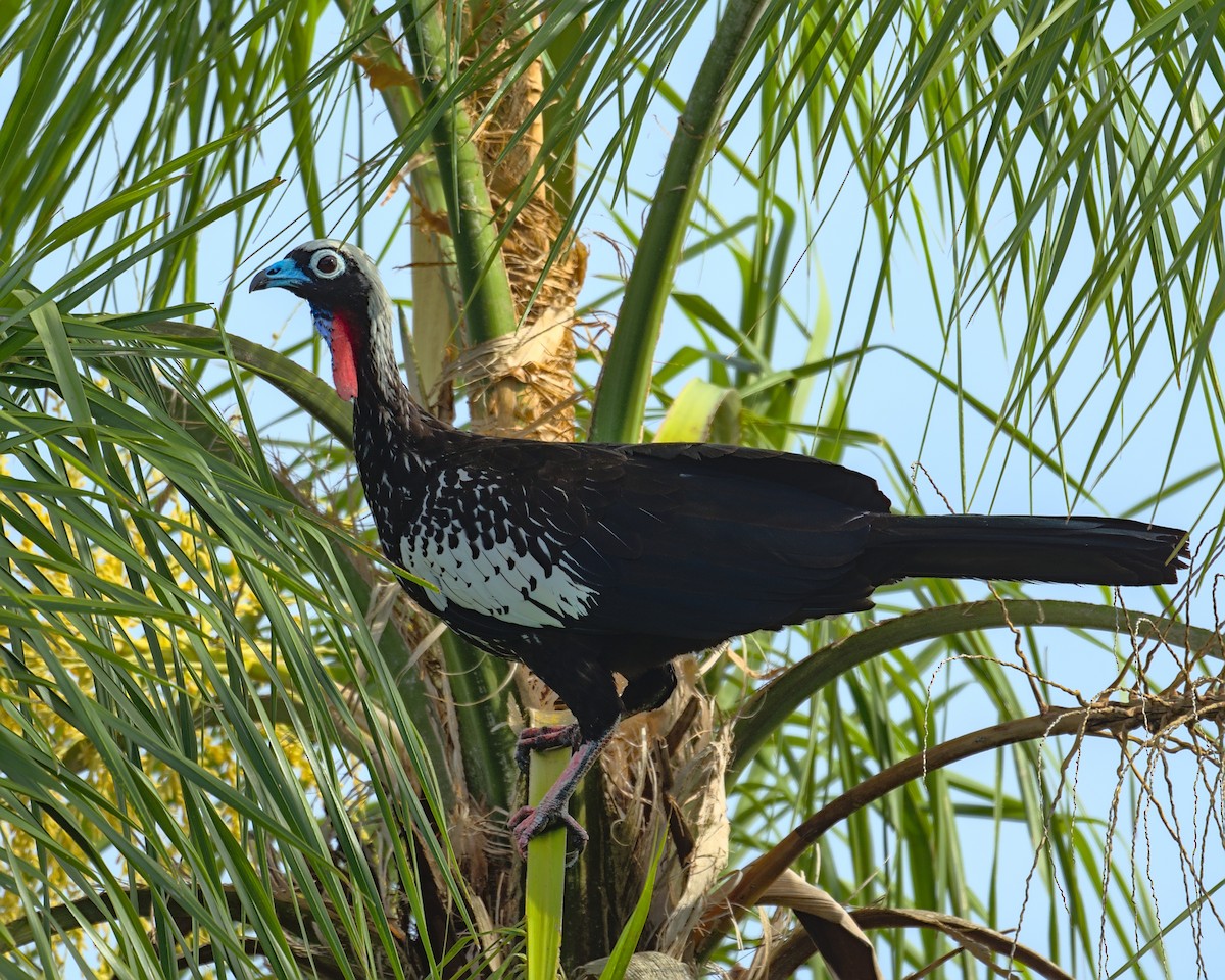 Black-fronted Piping-Guan - ML631168046