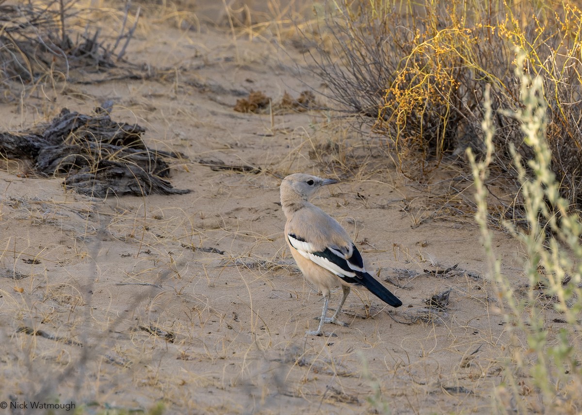 Turkestan Ground-Jay - ML631168309
