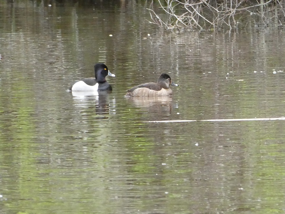 Moretta dal collare - ML631168334