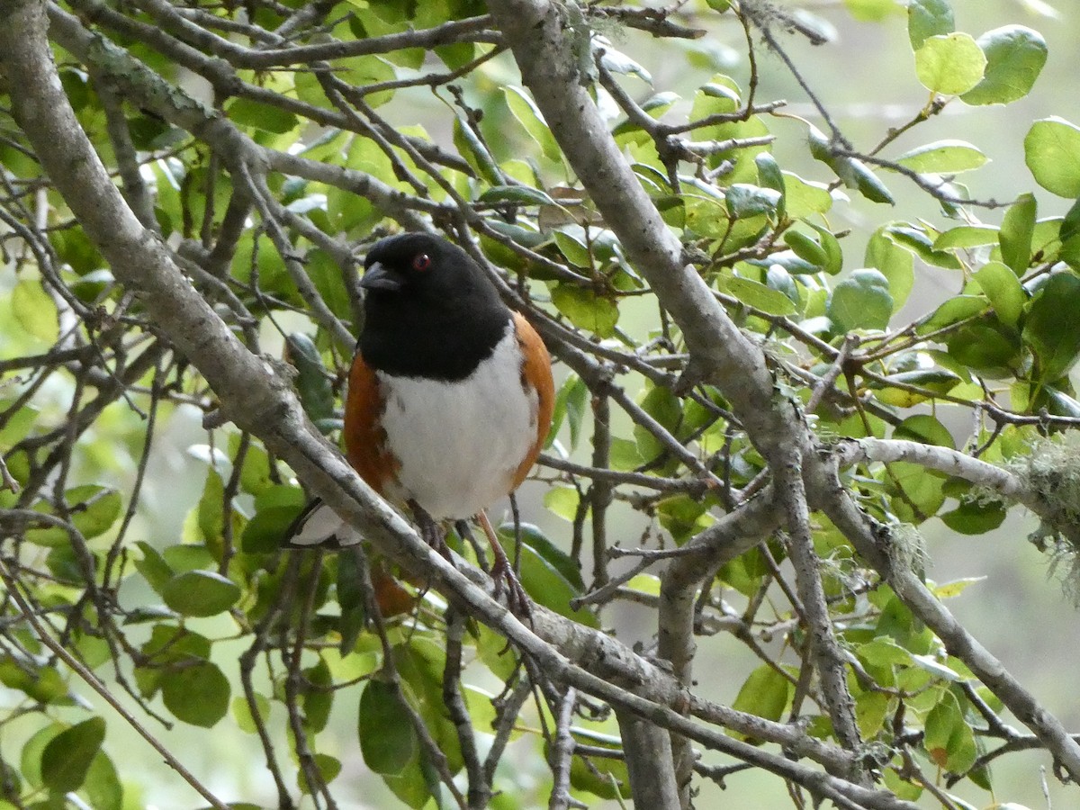 Spotted Towhee - ML631168343
