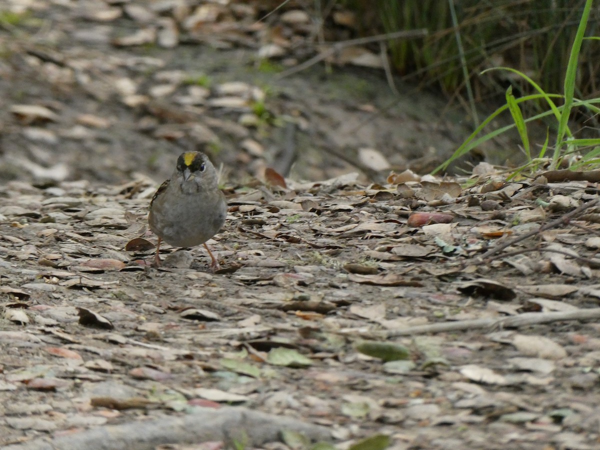 Golden-crowned Sparrow - ML631168345