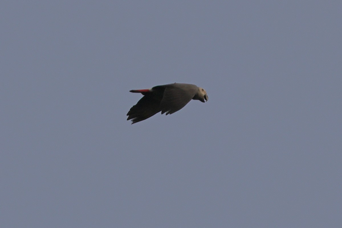 Gray Parrot (Gray) - ML631168371