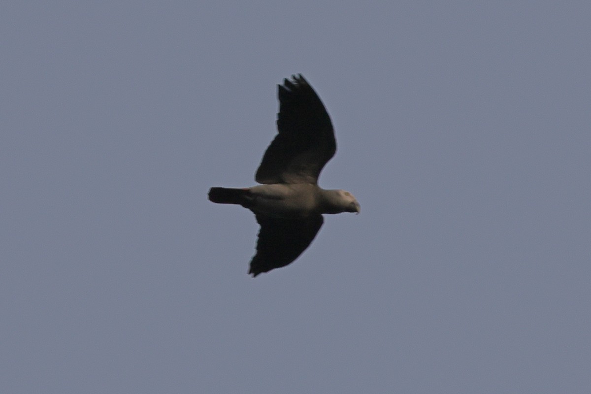 Gray Parrot (Gray) - ML631168379