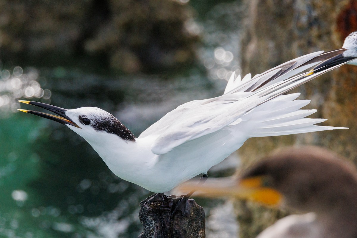 Sandwich Tern - ML631168400