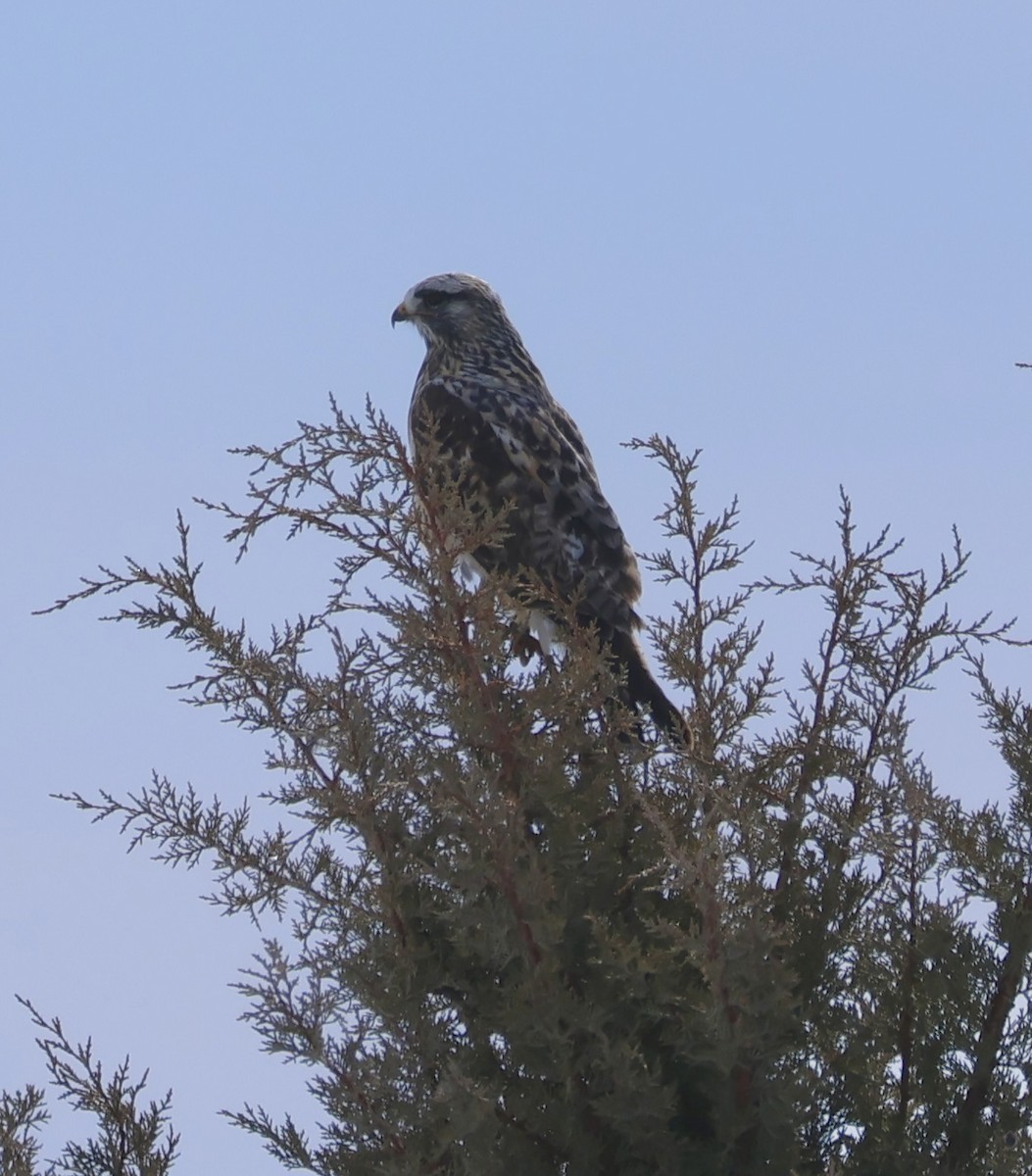 Rough-legged Hawk - ML631168444