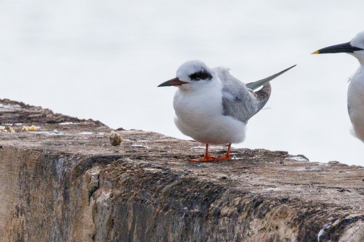 Forster's Tern - ML631168480