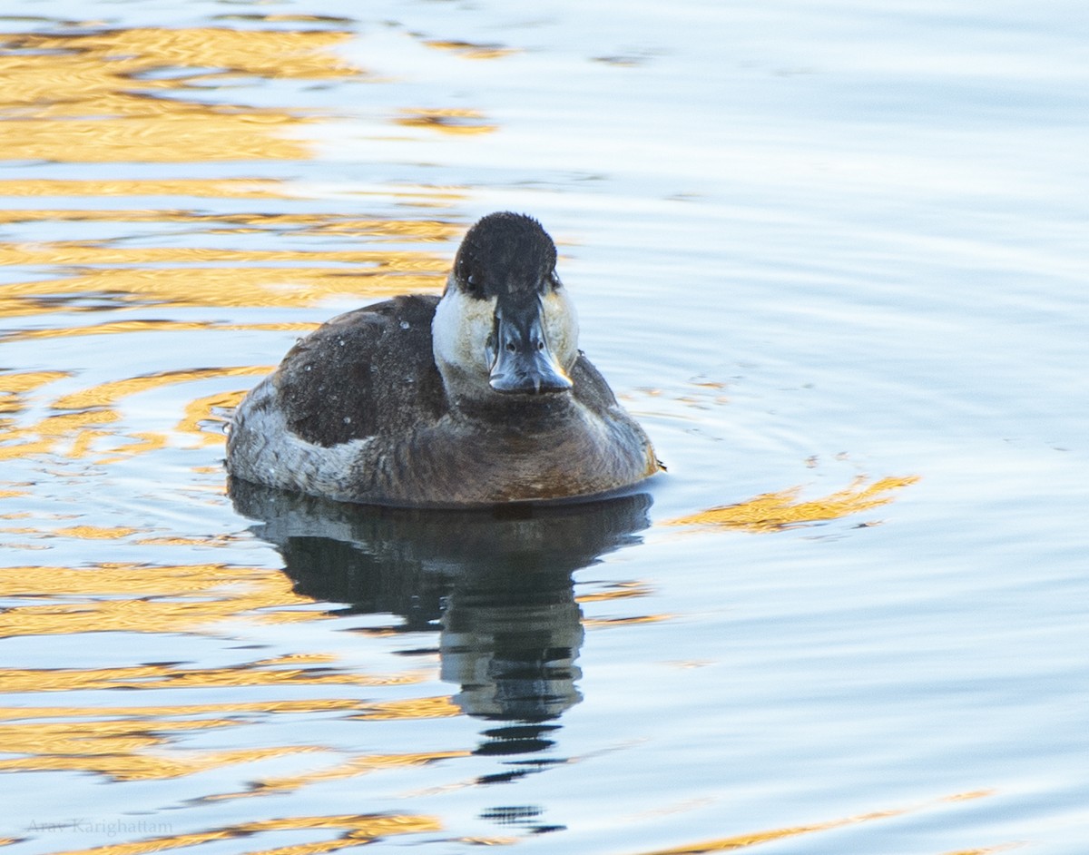 Ruddy Duck - ML631168617