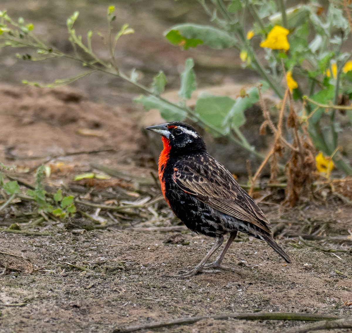 Peruvian Meadowlark - ML631168653