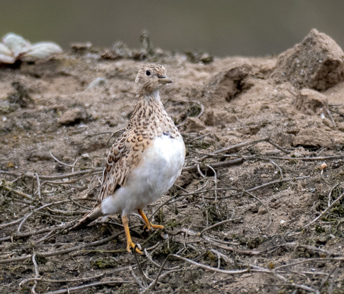 dvergrypesnipe - ML631168674