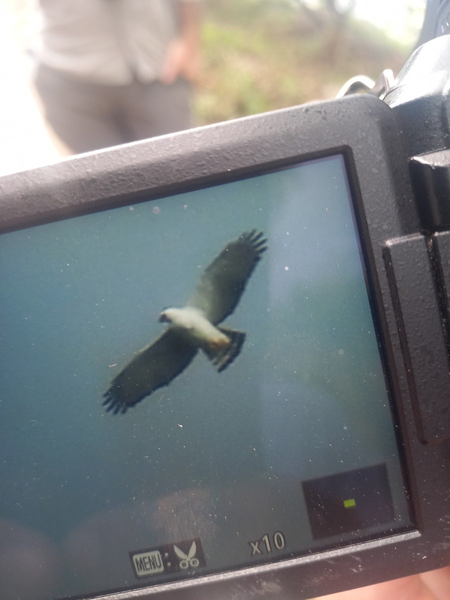 Black-and-white Hawk-Eagle - ML631168769