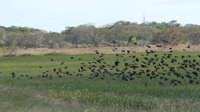 Red-winged Blackbird - ML631169012