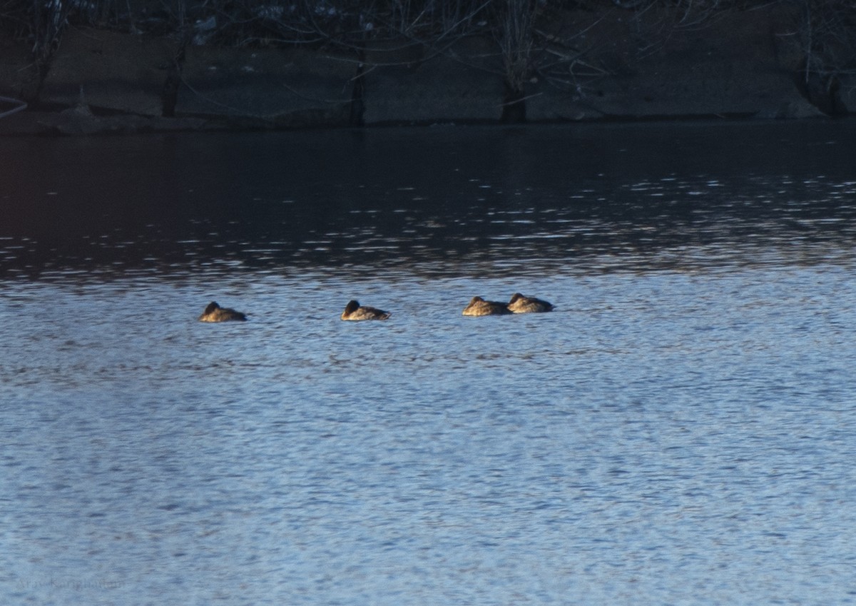 Lesser Scaup - ML631169018