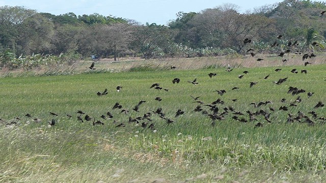 Red-winged Blackbird - ML631169027