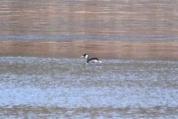 Red-necked Grebe - ML631169235