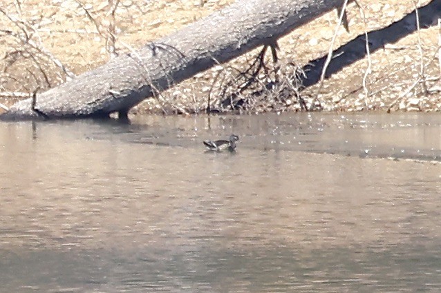 Wood Duck - ML631169266