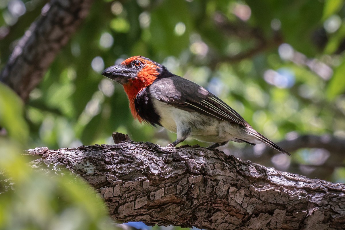 Black-collared Barbet - ML631169312