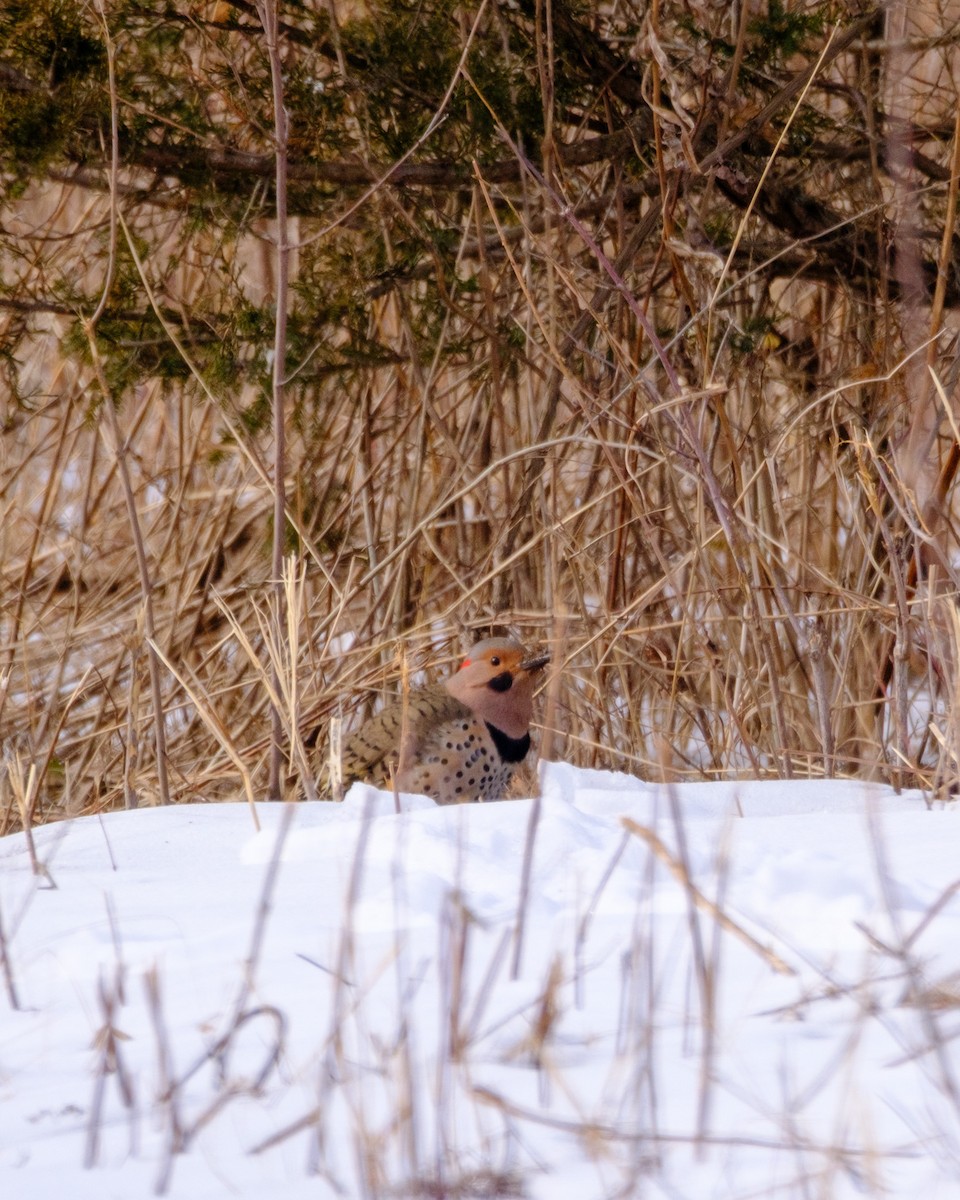 Northern Flicker - ML631169336