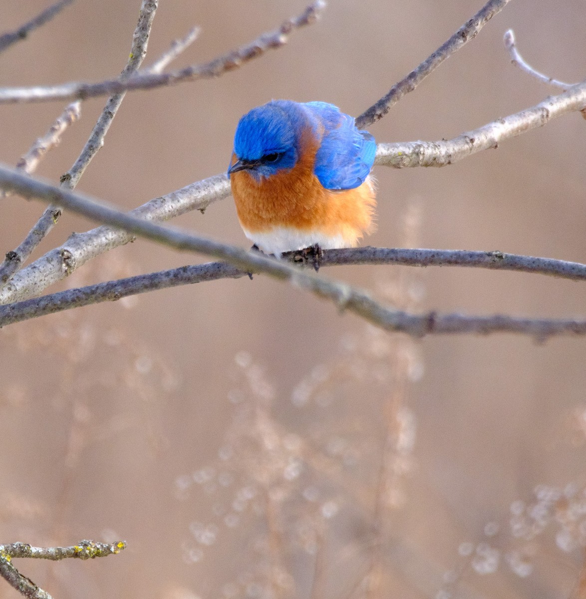 Eastern Bluebird - ML631169342