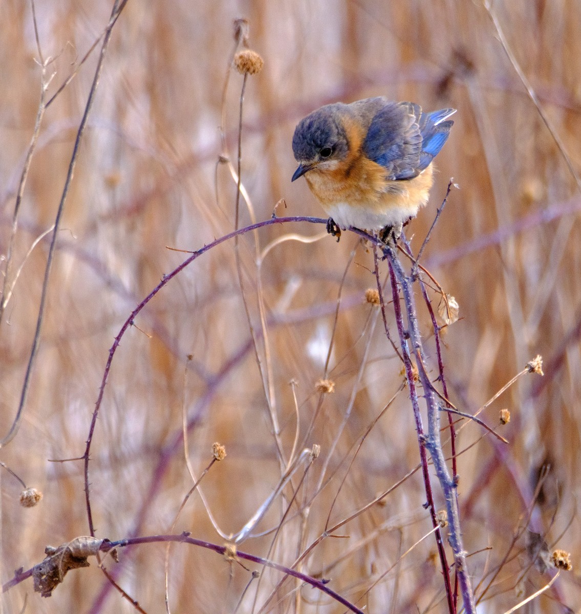 Eastern Bluebird - ML631169343