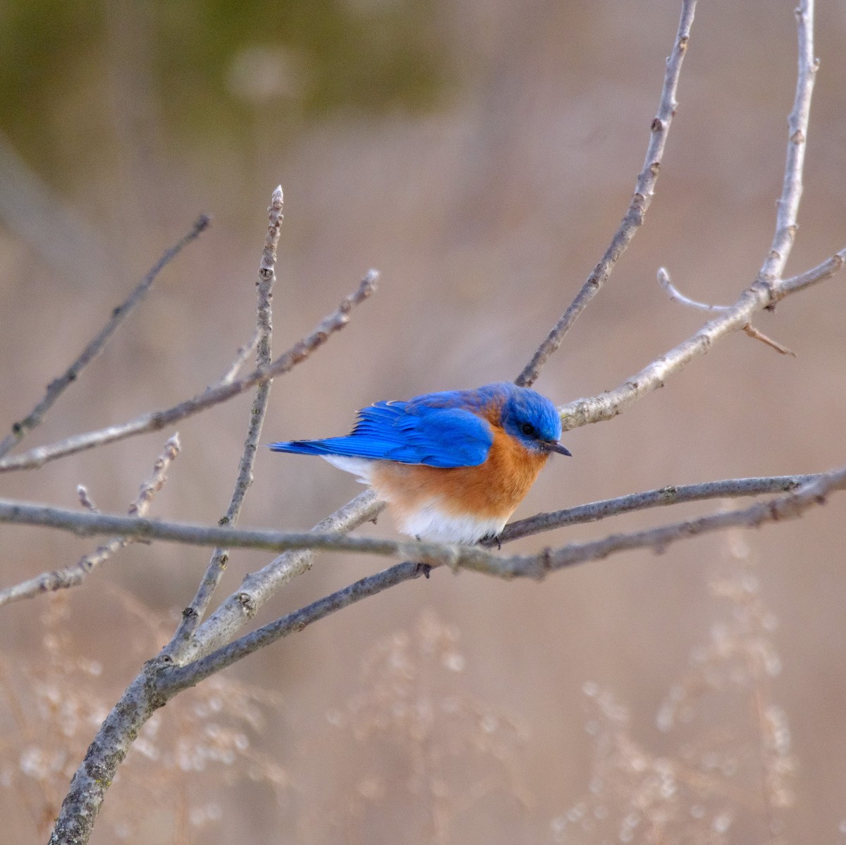 Eastern Bluebird - ML631169344