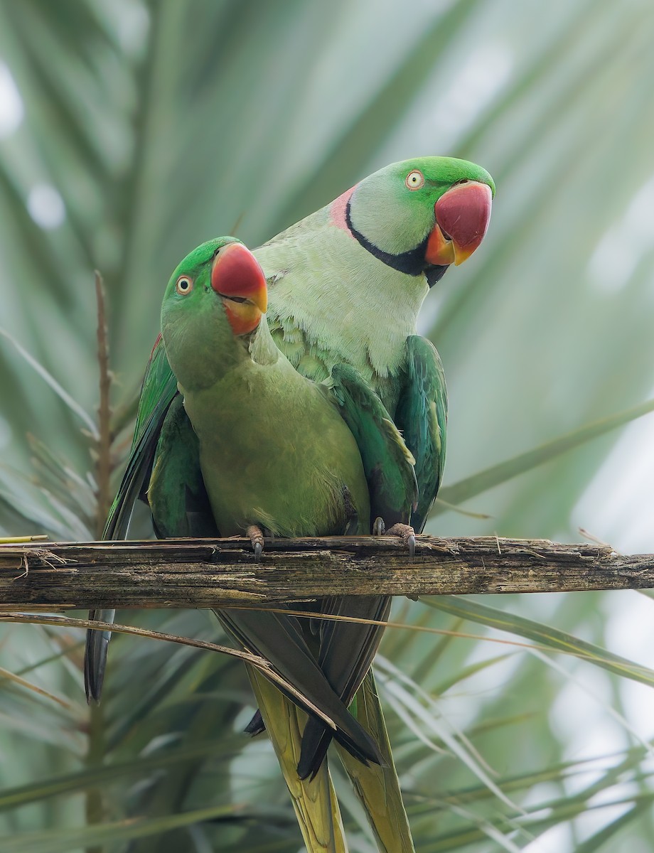 Alexandrine Parakeet - ML631169522