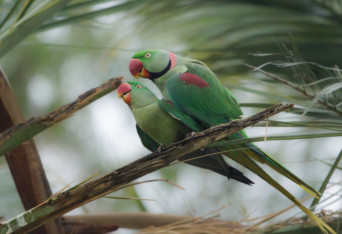 Alexandrine Parakeet - ML631169523