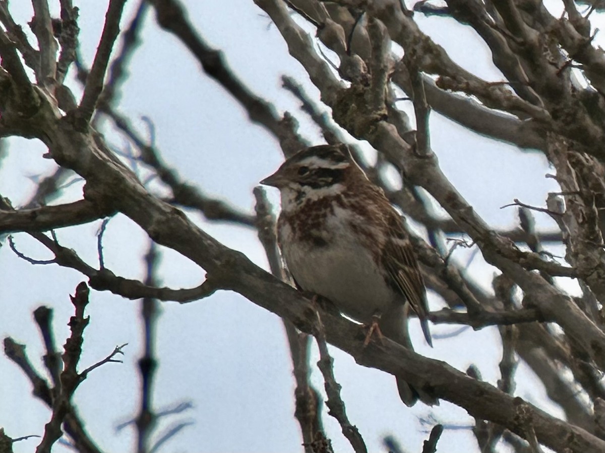Rustic Bunting - ML631169605