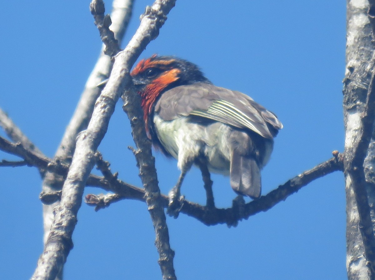 Black-collared Barbet - ML631169734