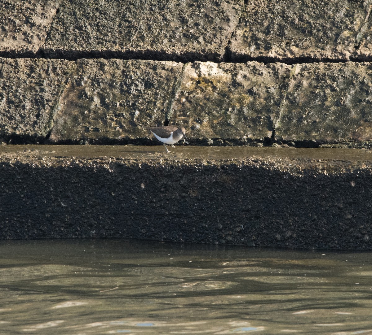 Flussuferläufer - ML631169783