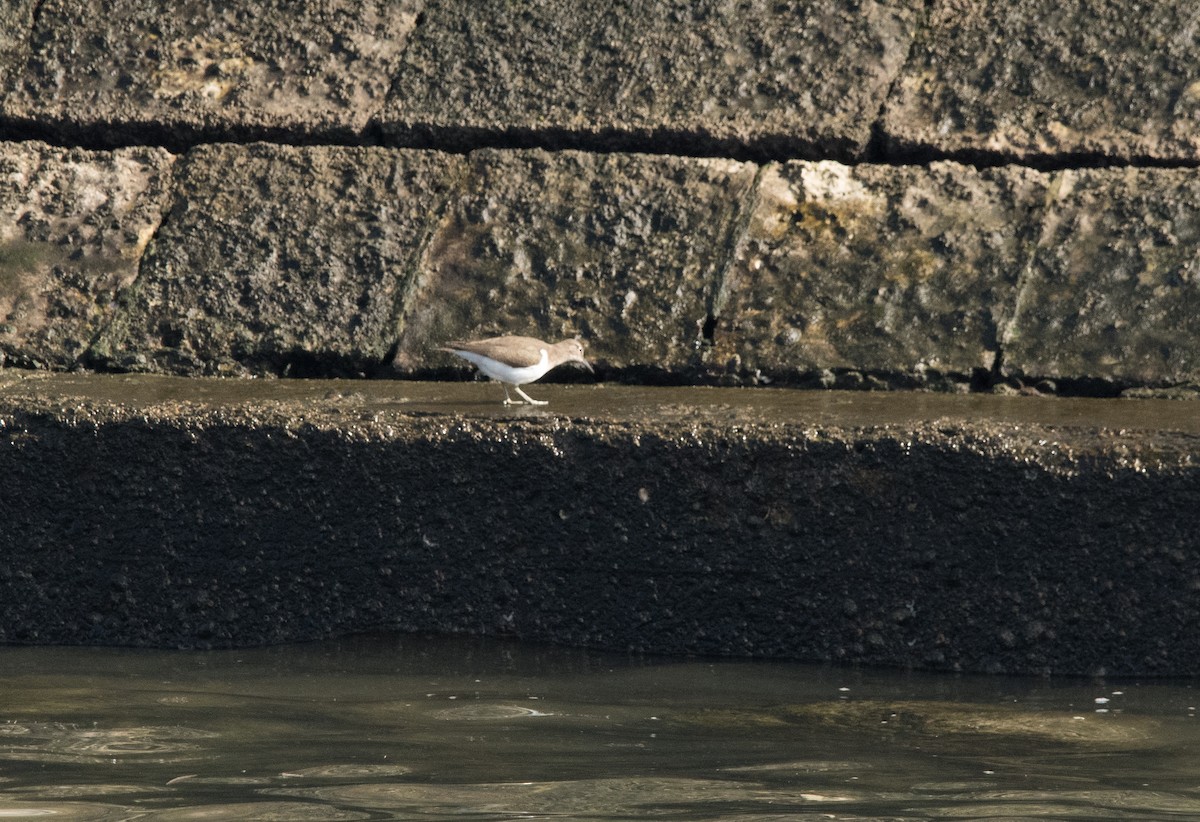 Flussuferläufer - ML631169784