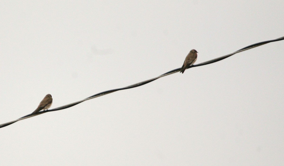 Northern Rough-winged Swallow - ML631169804