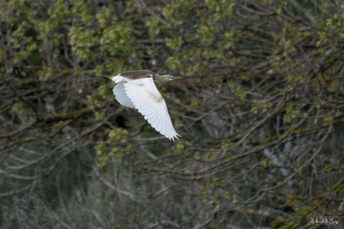 Squacco Heron - ML631169879