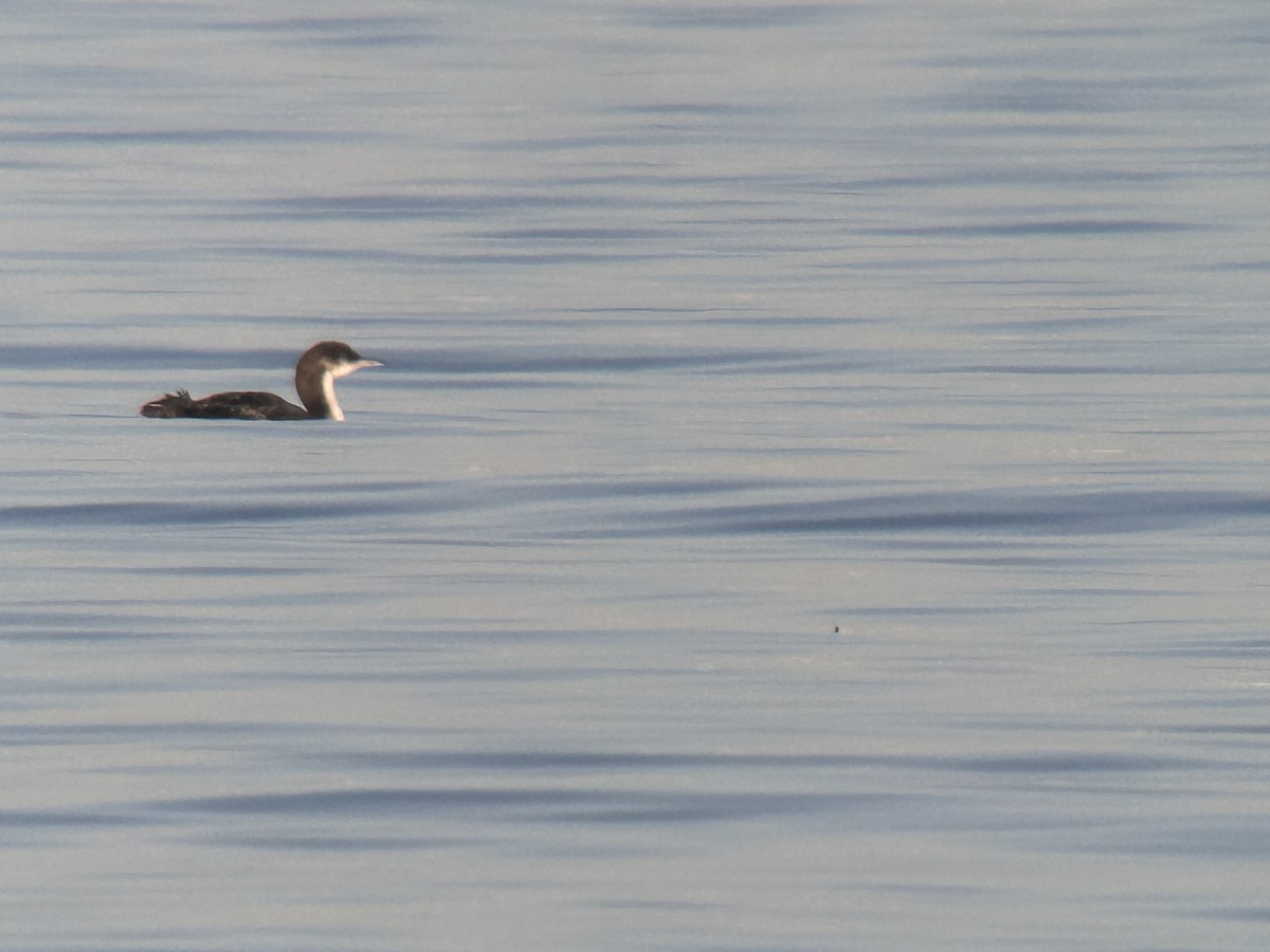 Pacific Loon - ML631170209