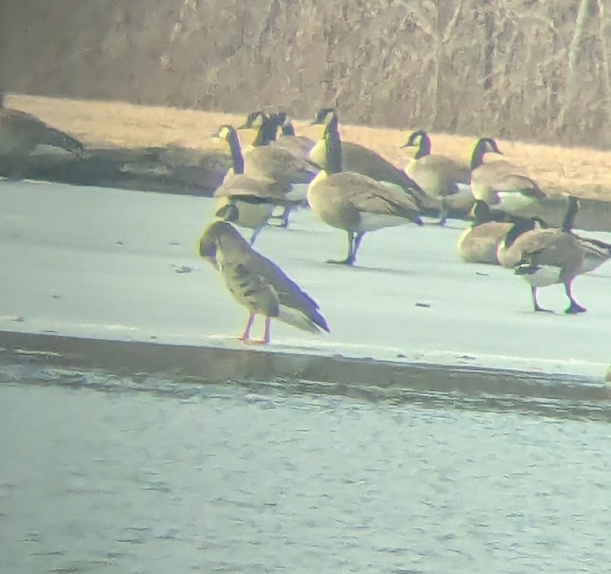 Greater White-fronted Goose - ML631170336