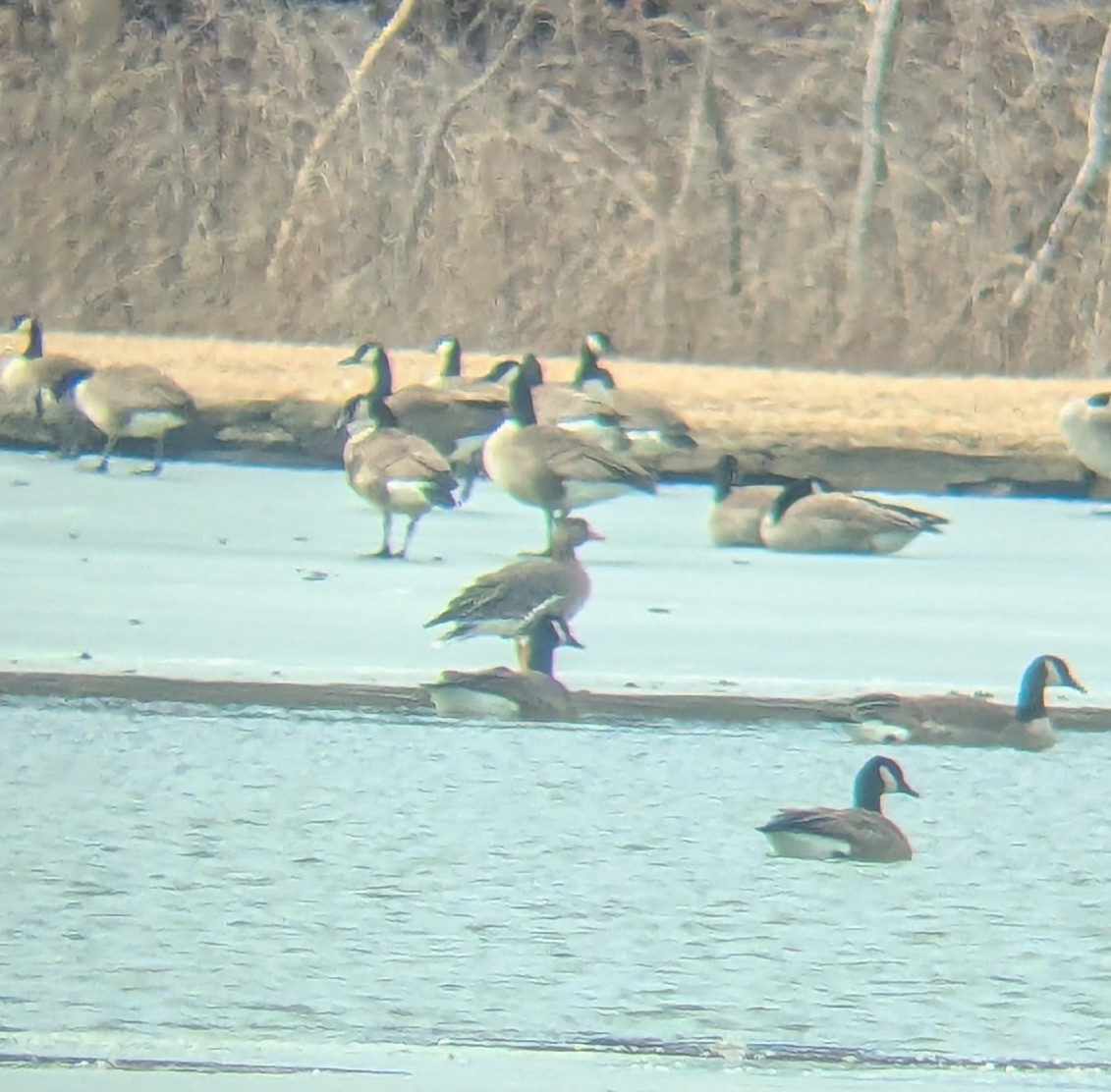 Greater White-fronted Goose - ML631170341