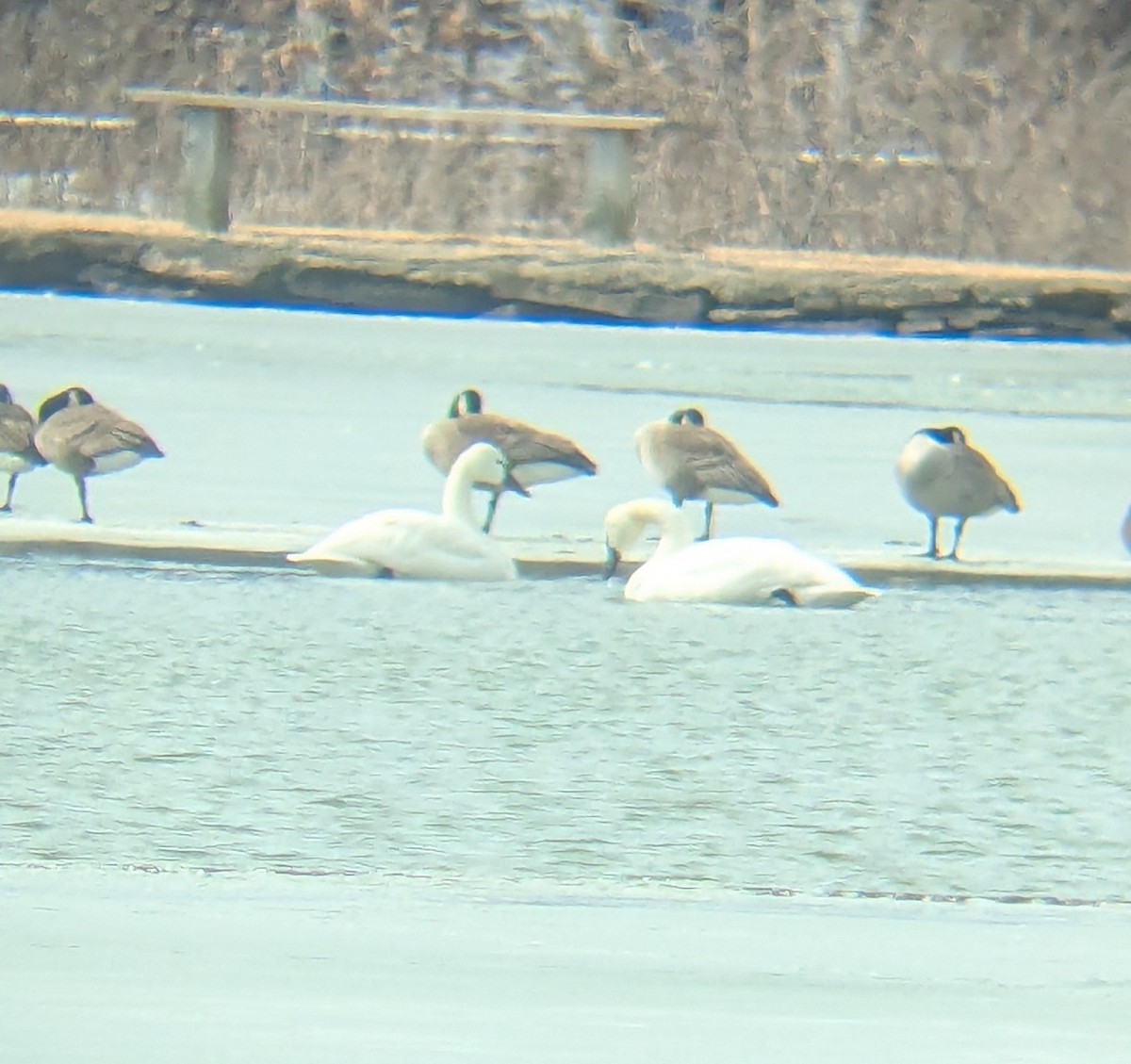 Tundra Swan - ML631170355