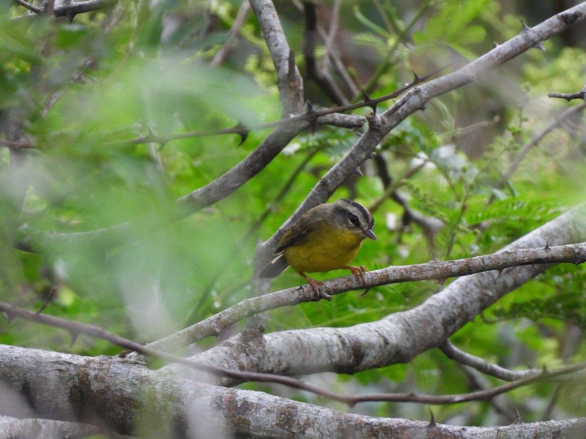 gyllenkroneparula - ML631170401