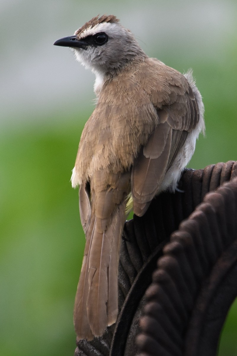 Yellow-vented Bulbul - ML631170433