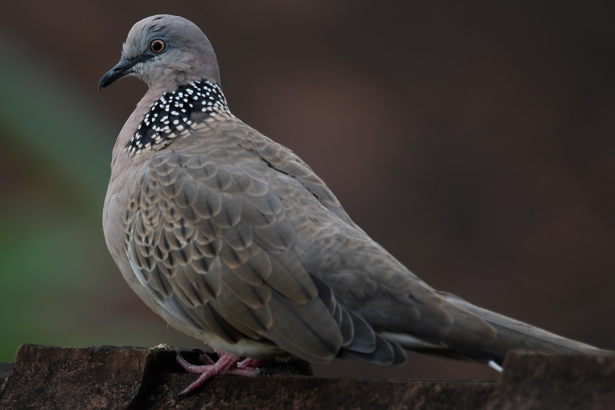 Spotted Dove - ML631170570